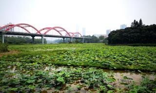 深圳莲花山公园在莲花村吗 深圳荷花公园在哪里